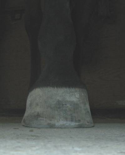  Dorsal